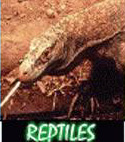 Reptiles and Herpetology